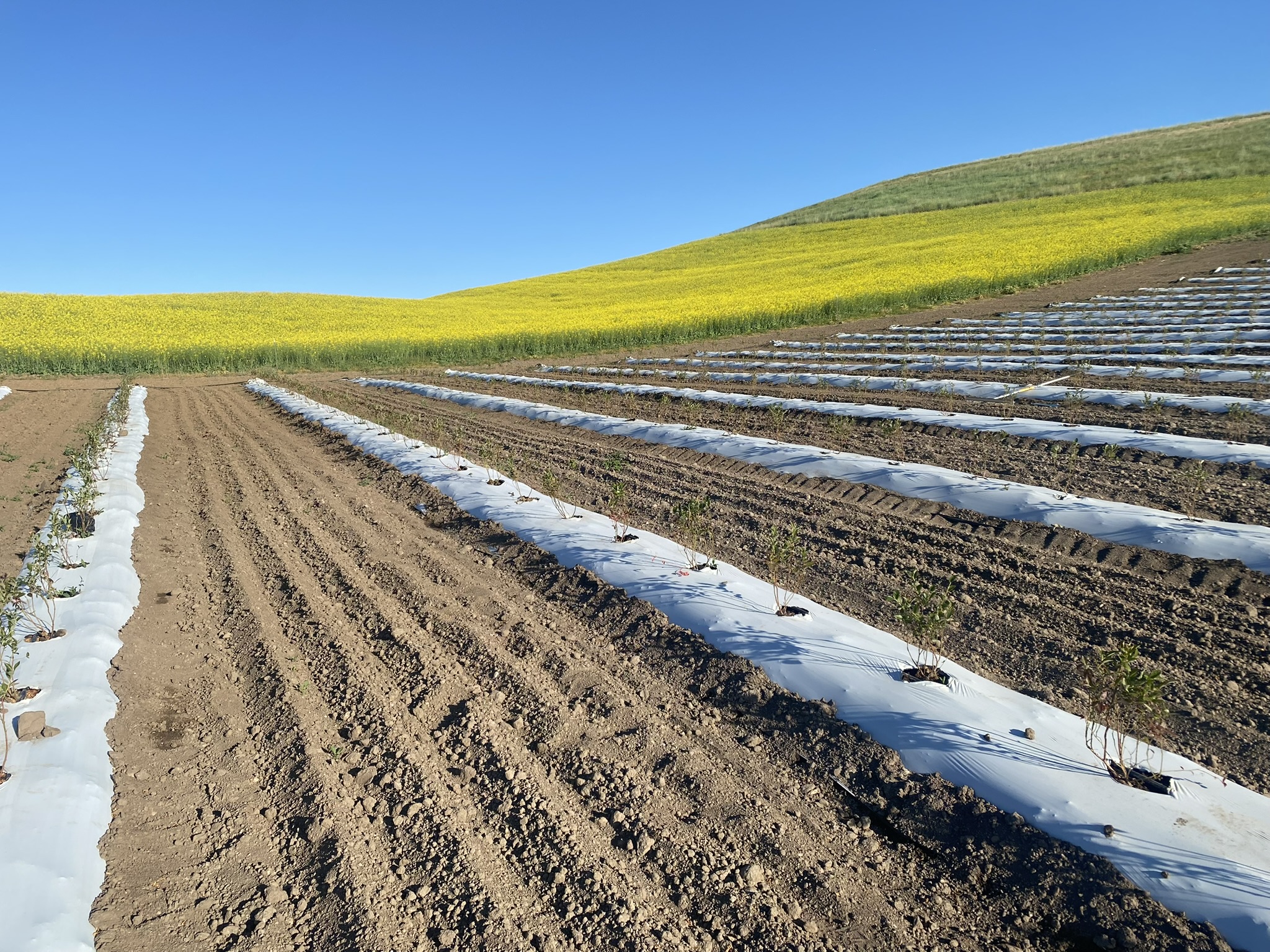 Fields at Summer Wind Farm