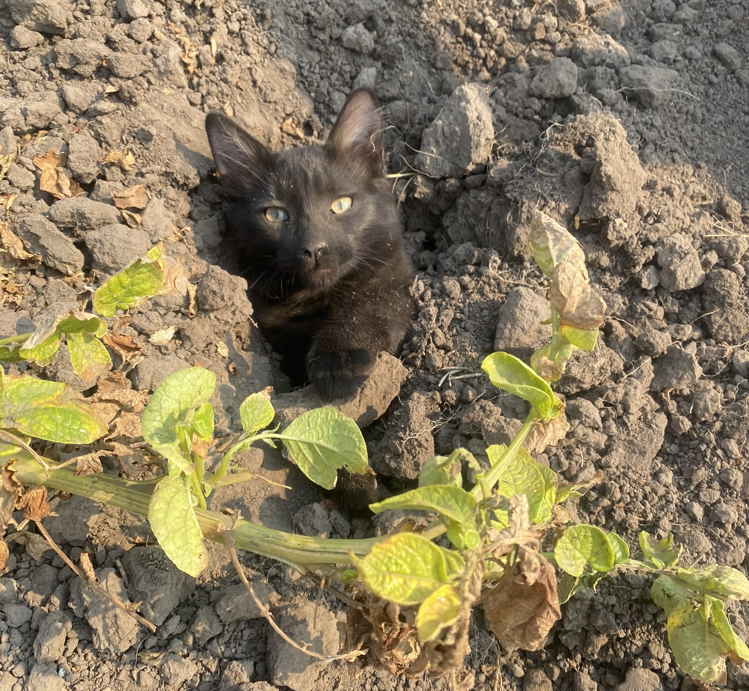 Honcho the farm cat