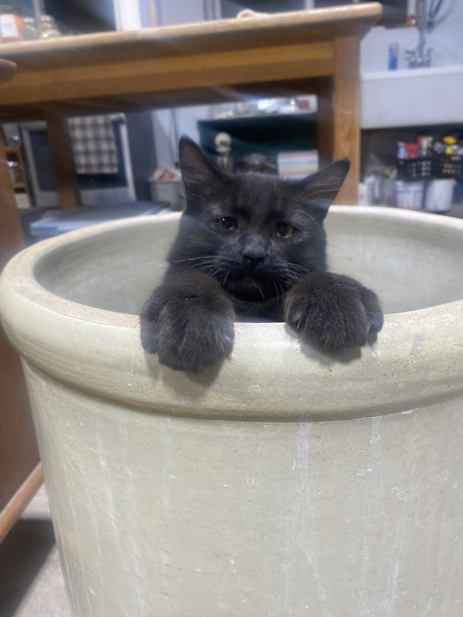 The farm cat