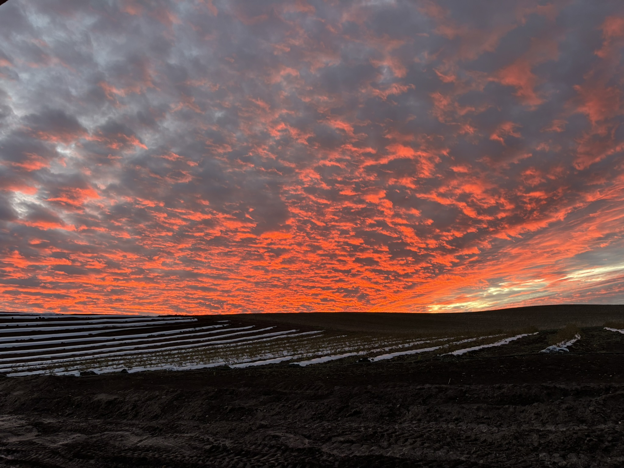 Sunset over Summer Wind Farm
